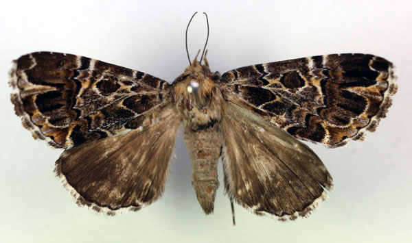 /filer/webapps/moths/media/images/C/complicata_Tolna_A_RMCA.jpg