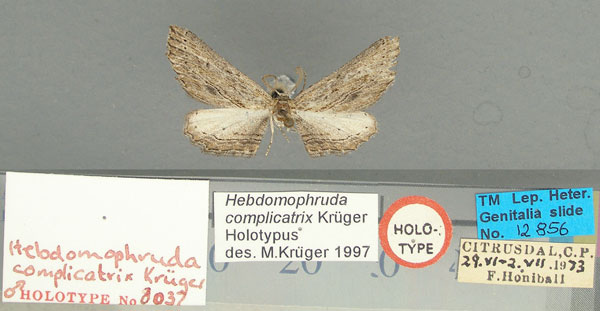 /filer/webapps/moths/media/images/C/complicatrix_Hebdomophruda_HT_TMSA.jpg