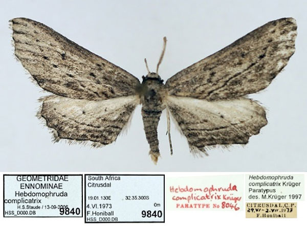 /filer/webapps/moths/media/images/C/complicatrix_Hebdomophruda_PTM_TMSA_01.jpg