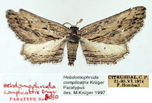 /filer/webapps/moths/media/images/C/complicatrix_Hebdomophruda_PTM_TMSA_02.jpg