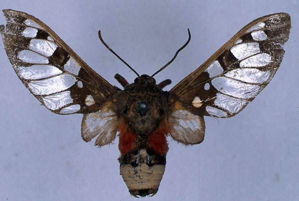 /filer/webapps/moths/media/images/C/compsa_Balacra_HT_BMNH_01.jpg