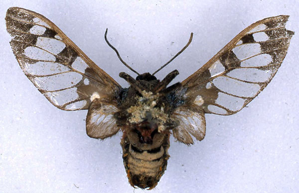 /filer/webapps/moths/media/images/C/compsa_Balacra_HT_BMNH_02.jpg