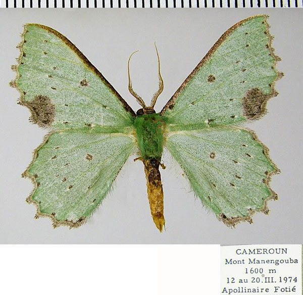 /filer/webapps/moths/media/images/C/compsa_Victoria_AM_ZSMa.jpg