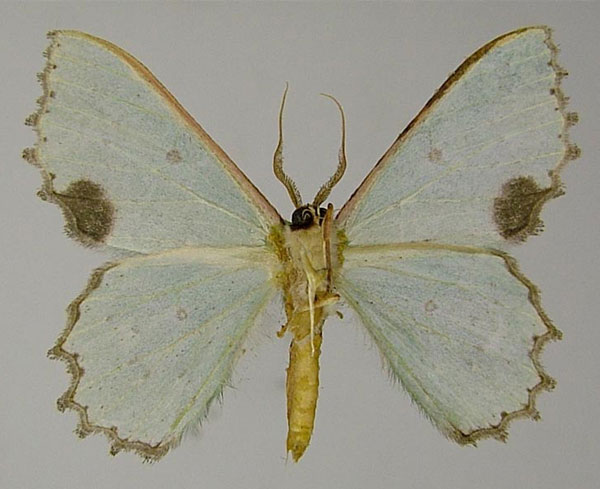 /filer/webapps/moths/media/images/C/compsa_Victoria_AM_ZSMb.jpg