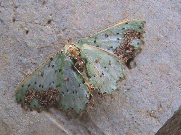 /filer/webapps/moths/media/images/C/compsa_Victoria_A_Guyonnet.jpg