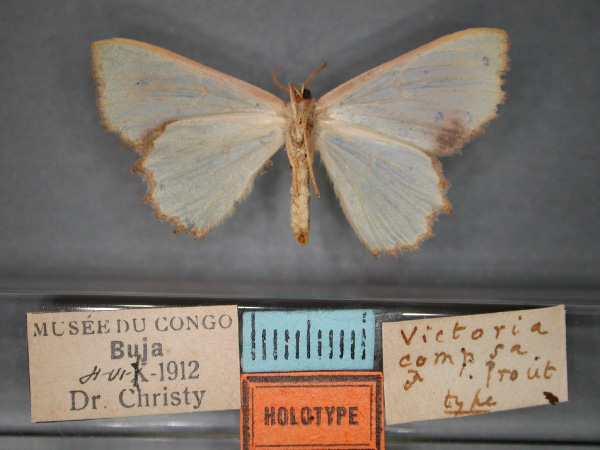 /filer/webapps/moths/media/images/C/compsa_Victoria_HT_RMCA_02.jpg