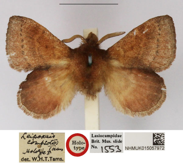 /filer/webapps/moths/media/images/C/compsotes_Leipoxais_HT_NHMUK.jpg