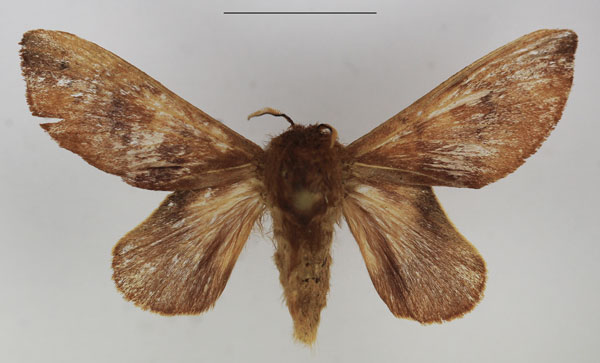 /filer/webapps/moths/media/images/C/concava_Pseudometa_AM_TMSA_01.jpg