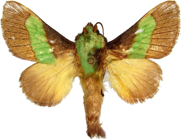 /filer/webapps/moths/media/images/C/concavata_Parasa_AM_MCJM.jpg