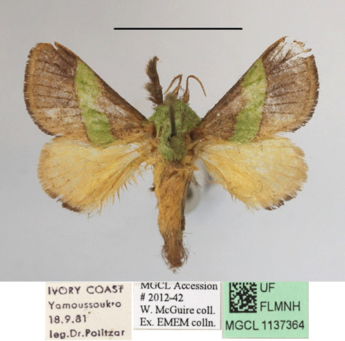 /filer/webapps/moths/media/images/C/concavata_Parasa_A_MGCLa_01.JPG