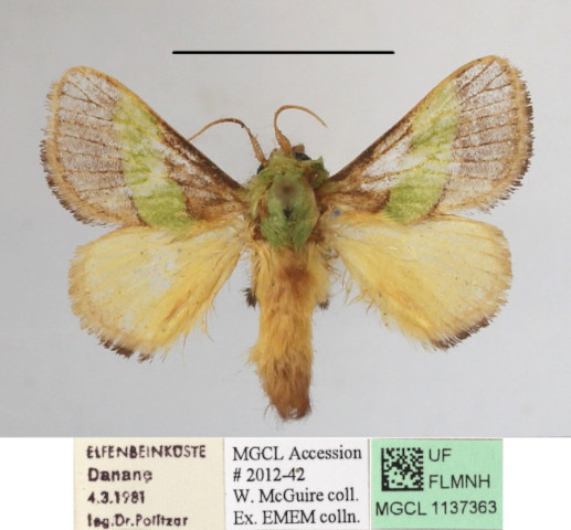 /filer/webapps/moths/media/images/C/concavata_Parasa_A_MGCLa_02.JPG
