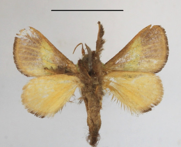 /filer/webapps/moths/media/images/C/concavata_Parasa_A_MGCLb_01.JPG