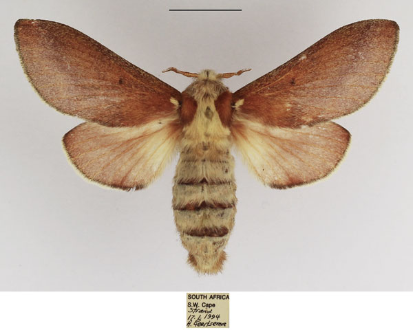 /filer/webapps/moths/media/images/C/concavum_Streblote_AF_TMSA_04.jpg