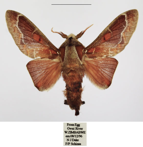 /filer/webapps/moths/media/images/C/concavum_Streblote_AM_TMSA_01.jpg