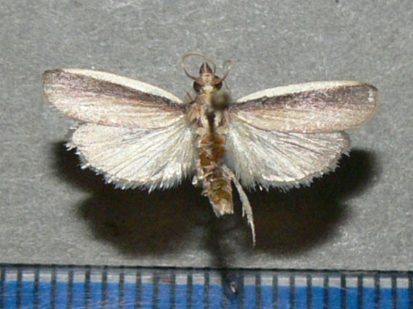 /filer/webapps/moths/media/images/C/concinnella_Maliarpha_A_Goff.jpg