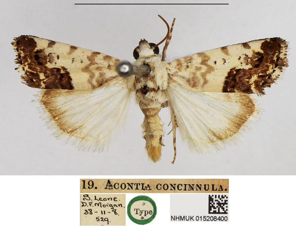 /filer/webapps/moths/media/images/C/concinnula_Acontia_HT_NHMUK.jpg