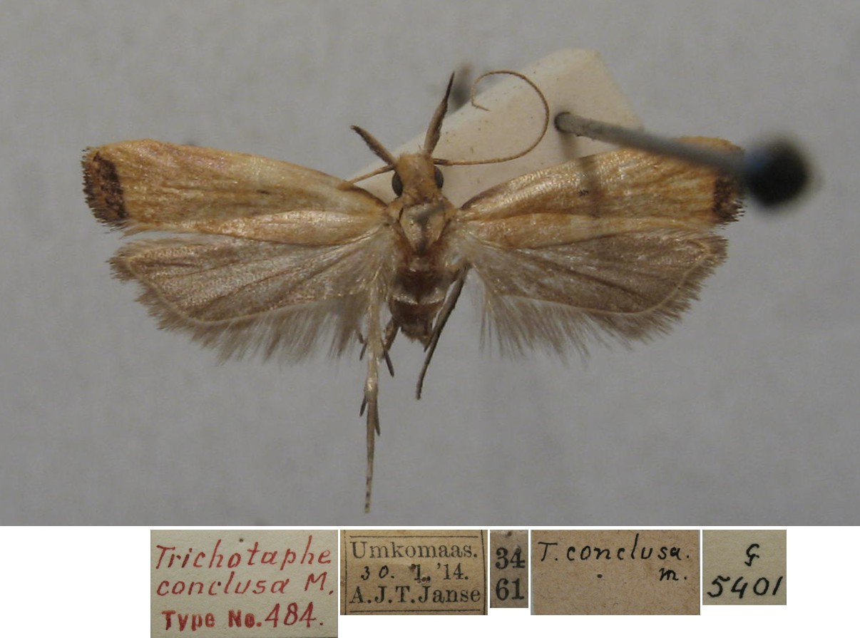 /filer/webapps/moths/media/images/C/conclusa_Trichotaphe_HTM_TMSA.jpg