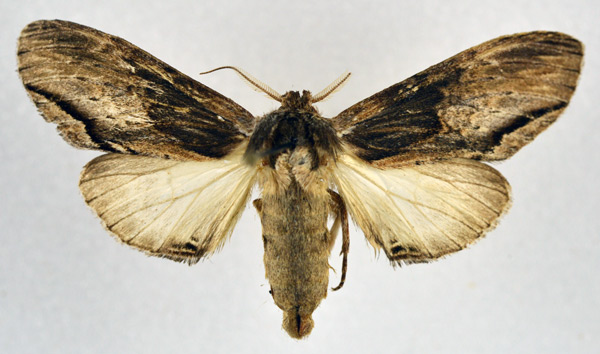 /filer/webapps/moths/media/images/C/concolor_Atrasana_AF_NHMO.jpg