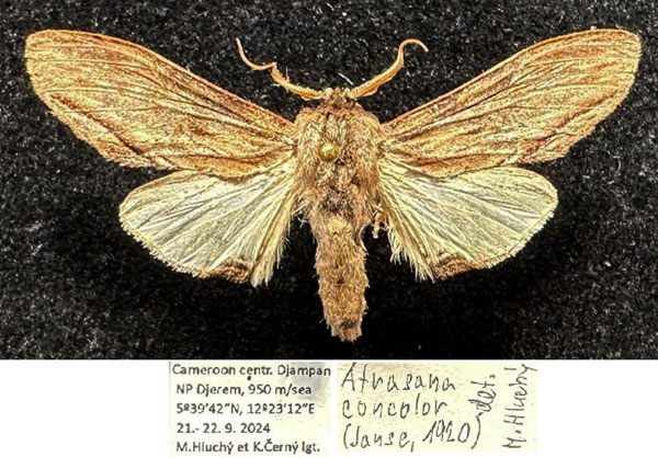 /filer/webapps/moths/media/images/C/concolor_Atrasana_AM_Hluchy.jpg
