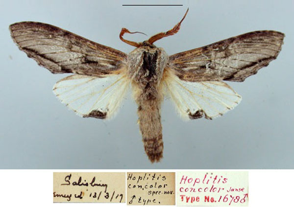 /filer/webapps/moths/media/images/C/concolor_Hoplitis_HT_TMSA_v3euxLo.jpg