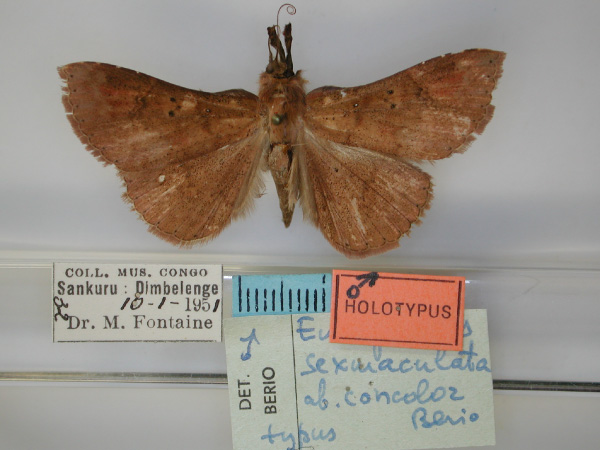 /filer/webapps/moths/media/images/C/concolor_Macella_HT_RMCA_01.jpg