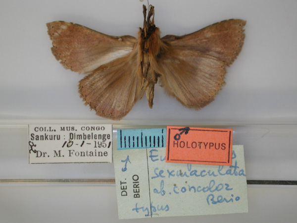 /filer/webapps/moths/media/images/C/concolor_Macella_HT_RMCA_02.jpg