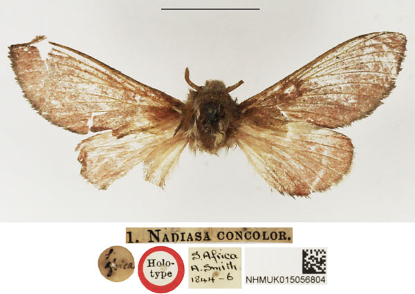 /filer/webapps/moths/media/images/C/concolor_Nadiasa_HT_NHMUK.jpg