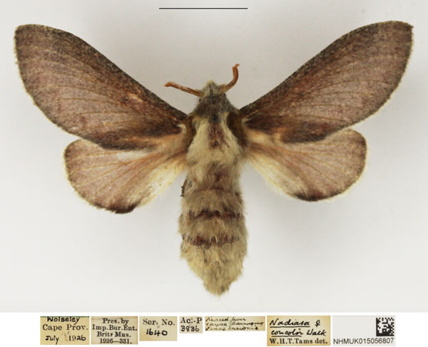 /filer/webapps/moths/media/images/C/concolor_Streblote_AF_NHMUK.jpg