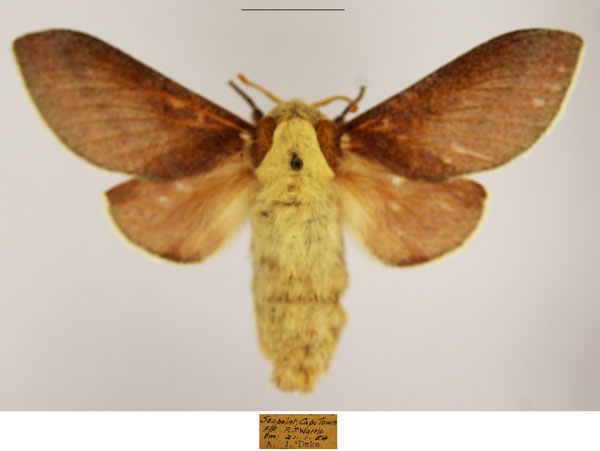 /filer/webapps/moths/media/images/C/concolor_Streblote_AF_TMSA_01.jpg