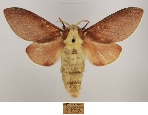 /filer/webapps/moths/media/images/C/concolor_Streblote_AF_TMSA_02.jpg