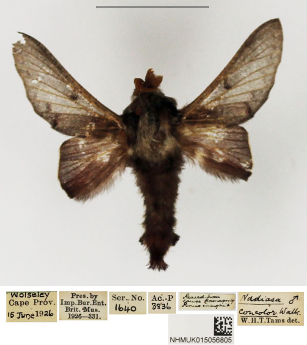 /filer/webapps/moths/media/images/C/concolor_Streblote_AM_NHMUK.jpg