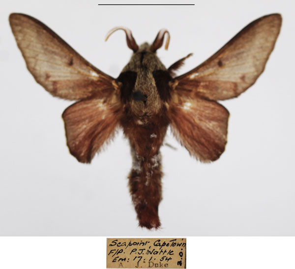 /filer/webapps/moths/media/images/C/concolor_Streblote_AM_TMSA_01.jpg