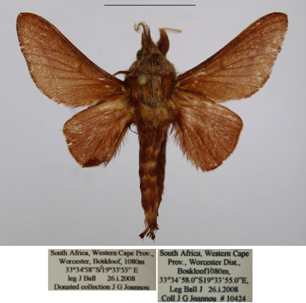 /filer/webapps/moths/media/images/C/concolor_Streblote_AM_TMSA_02.jpg