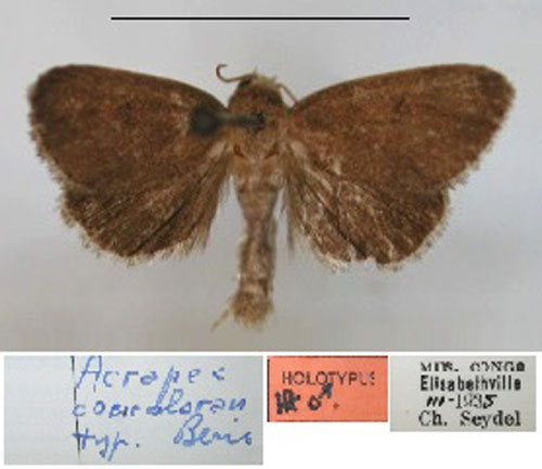 /filer/webapps/moths/media/images/C/concolorana_Acrapex_HT_RMCA_01.jpg