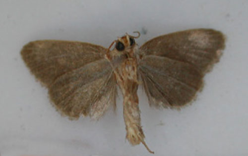 /filer/webapps/moths/media/images/C/concolorana_Acrapex_HT_RMCA_02.jpg