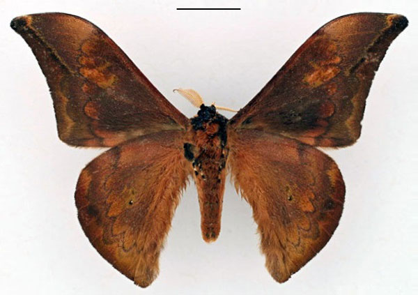 /filer/webapps/moths/media/images/C/concordia_Orthogonioptilum_HT_RBINS_02.jpg