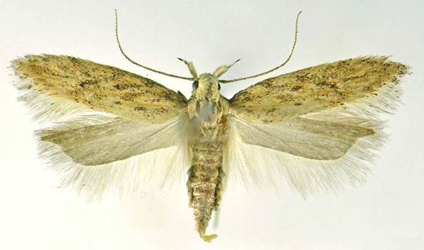 /filer/webapps/moths/media/images/C/concreta_Scrobipalpa_AF_NHMO.jpg