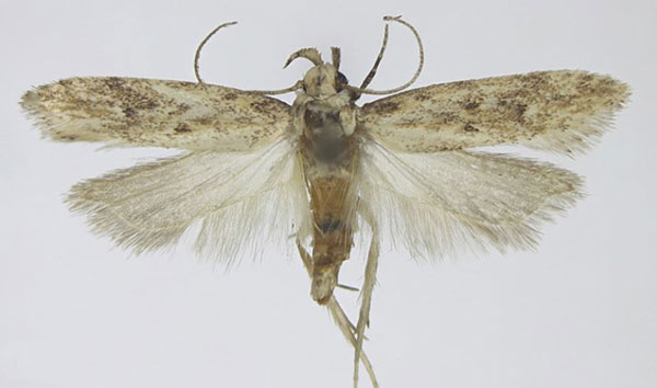 /filer/webapps/moths/media/images/C/concreta_Scrobipalpa_AM_NHMO.jpg
