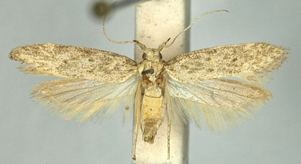 /filer/webapps/moths/media/images/C/concreta_Scrobipalpa_AM_TMSA_01.jpg