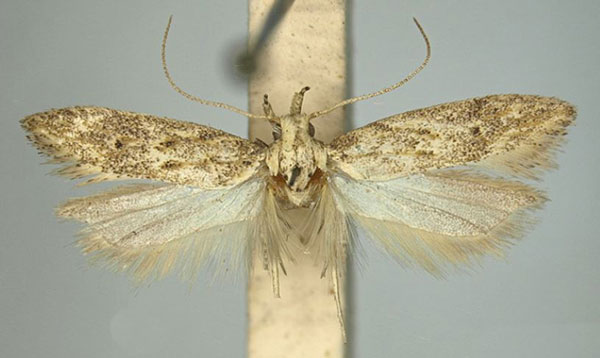 /filer/webapps/moths/media/images/C/concreta_Scrobipalpa_AM_TMSA_02.jpg