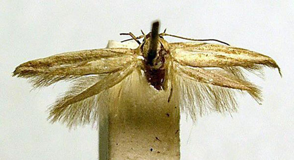 /filer/webapps/moths/media/images/C/concurrens_Scythris_A_BMNH.jpg