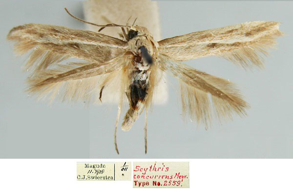 /filer/webapps/moths/media/images/C/concurrens_Scythris_LT_TMSA_BYr1Ho3.jpg