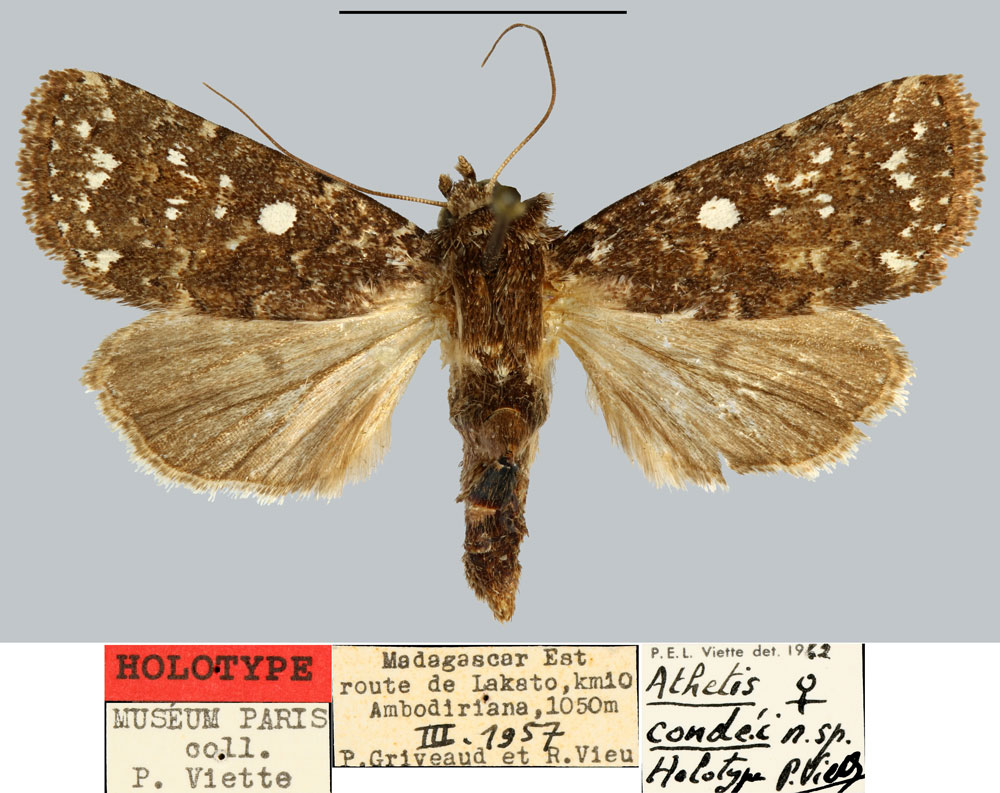 /filer/webapps/moths/media/images/C/condei_Athetis_HT_MNHN.jpg