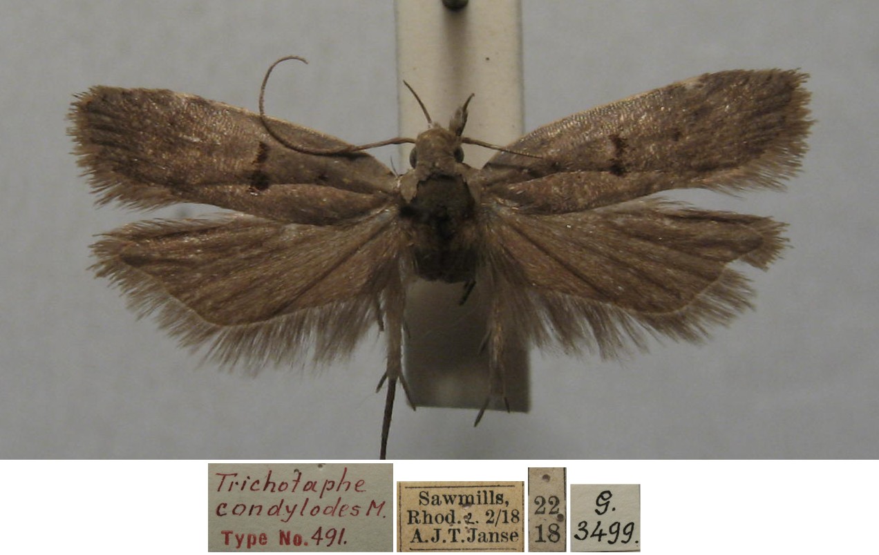 /filer/webapps/moths/media/images/C/condylodes_Trichotaphe_HTM_TMSA.jpg