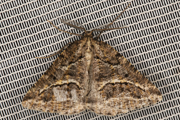 /filer/webapps/moths/media/images/C/confertaria_Hypotephrina_AM_Heyns.jpg