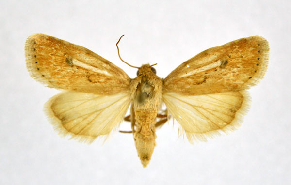 /filer/webapps/moths/media/images/C/confertissima_Heliocheilus_A_NHMO_02.jpg