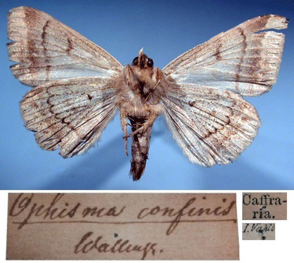 /filer/webapps/moths/media/images/C/confinis_Achaea_ST_SNHM_02.jpg