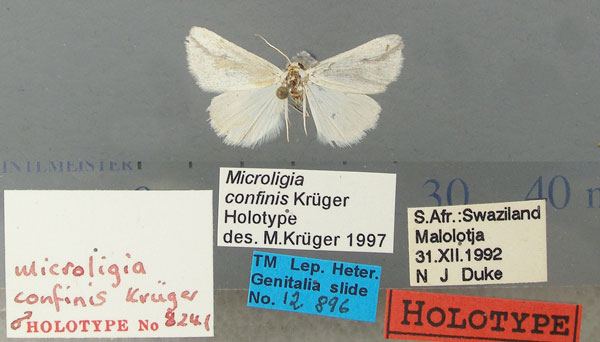 /filer/webapps/moths/media/images/C/confinis_Microligia_HT_TMSA.jpg