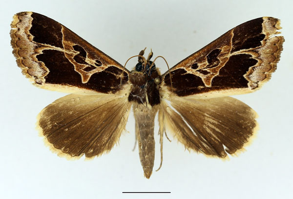 /filer/webapps/moths/media/images/C/conflua_Euminucia_AF_Basquin.jpg