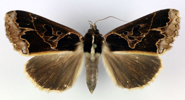 /filer/webapps/moths/media/images/C/conflua_Euminucia_AF_RMCA.jpg
